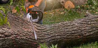 Professional Tree Care in Lansdowne, VA